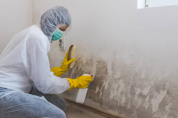 Best Asbestos and Lead Testing During Mold Inspection  in Stedman, NC