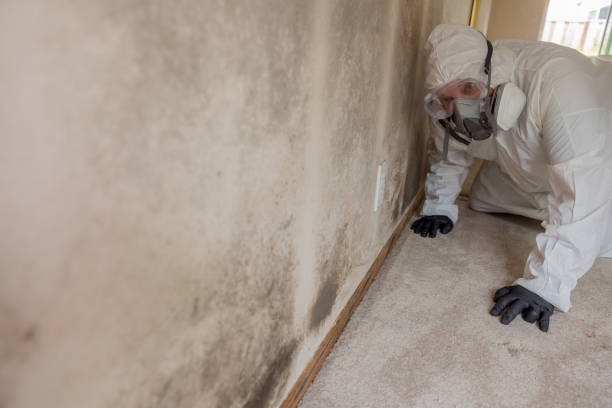 Best Emergency Mold Remediation  in Stedman, NC